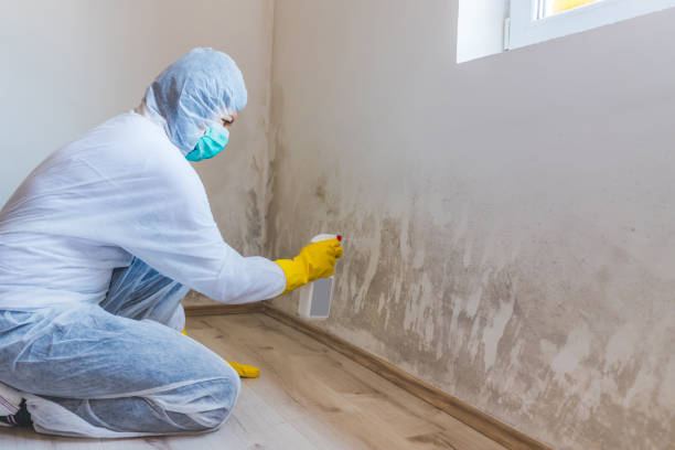 Licensed Basement Mold Remediation service in Lexington, MN - 24 Hour Mold Removal