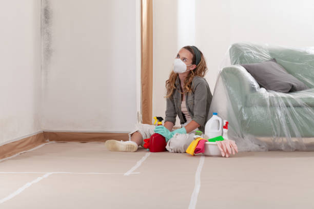 Reliable Basement Mold Remediation contractor in Lexington, MN by 24 Hour Mold Removal